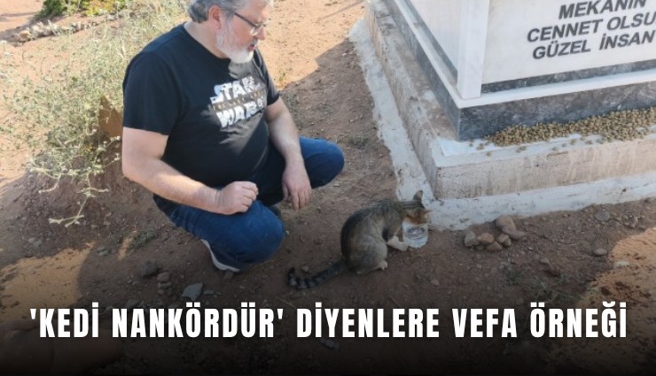'Kedi nankördür' diyenlere vefa örneği