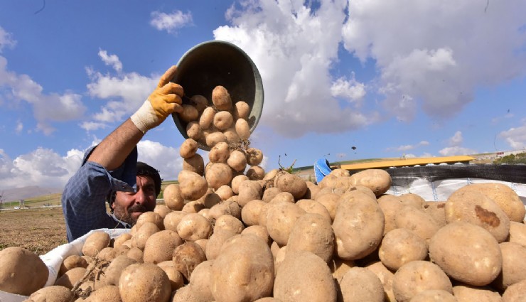 Afyonkarahisar'da patates hasadı başladı