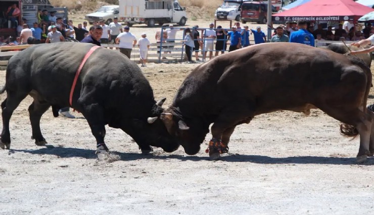 Aydın’da boğa güreşi heyecanı: Pehlivan boğalar arenada