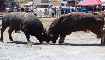 Aydın’da boğa güreşi heyecanı: Pehlivan boğalar arenada