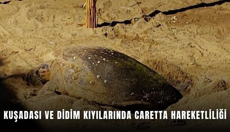 Aydın'ın Kuşadası ve Didim kıyılarında caretta hareketliliği