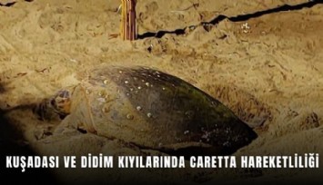 Aydın'ın Kuşadası ve Didim kıyılarında caretta hareketliliği