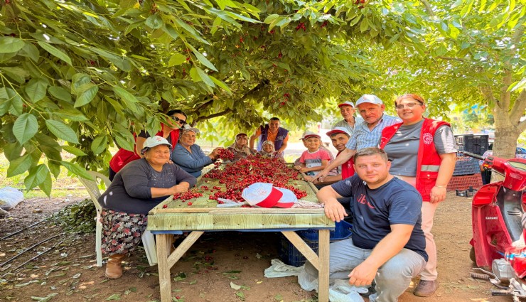 Bayındırlı gençler kiraz hasadına katıldı, üreticilere destek verdi