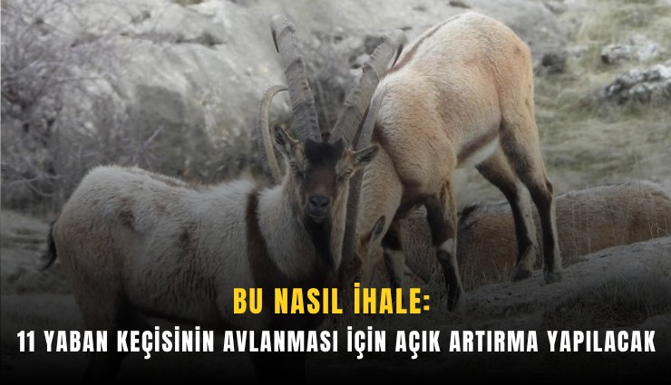Bu nasıl ihale: 11 yaban keçisinin avlanması için açık artırma yapılacak