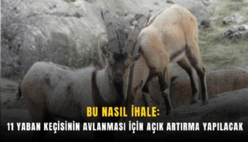 Bu nasıl ihale: 11 yaban keçisinin avlanması için açık artırma yapılacak