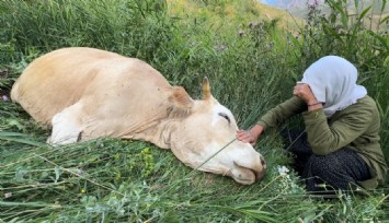 Hakkari'de ineği telef olan Ayni teyzeye yardım eli