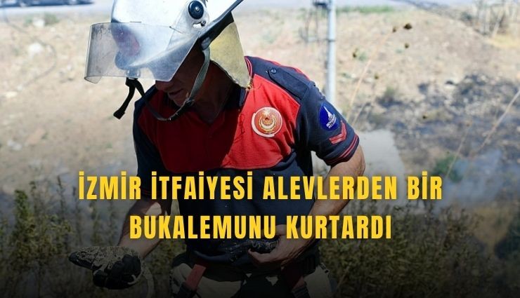 İzmir itfaiyesinden bukalemuna yaşam yurtaran müdahale