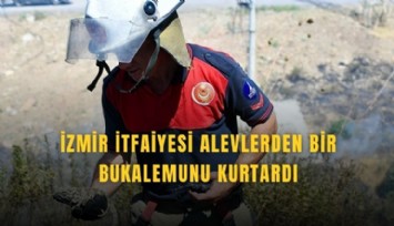 İzmir itfaiyesinden bukalemuna yaşam yurtaran müdahale