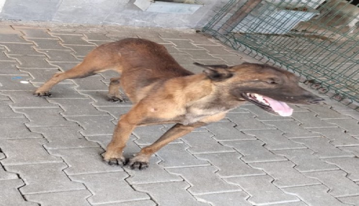 Karaman'da başıboş dolaştığı öne sürülen köpek 3 yaşındaki çocuğa saldırdı