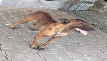 Karaman'da başıboş dolaştığı öne sürülen köpek 3 yaşındaki çocuğa saldırdı
