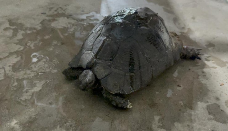 Muğla'da kaplumbağa için zamanla yarıştılar