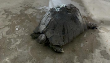 Muğla'da kaplumbağa için zamanla yarıştılar