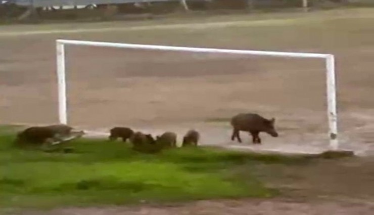 Muğla'da yaban domuzları futbol sahasına indi