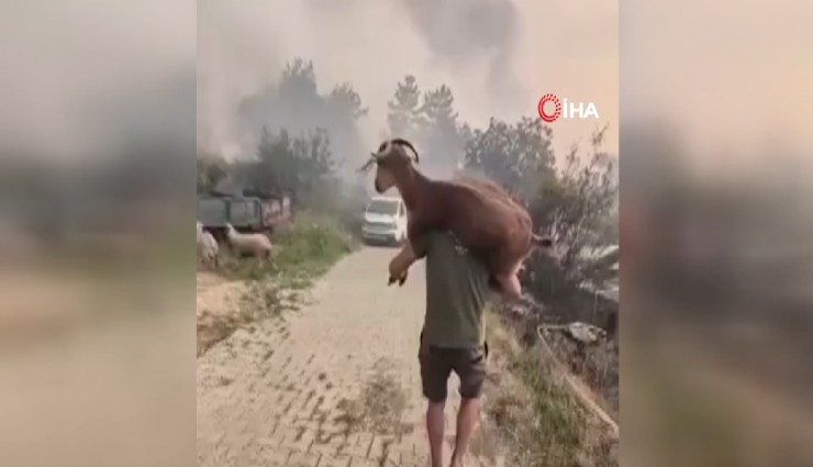 Muğla'da yangından kurtardığı keçiyi sırtında taşıdı