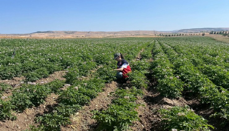Patates üreticilerine bitki pasaportu uyarısı