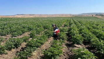 Patates üreticilerine bitki pasaportu uyarısı