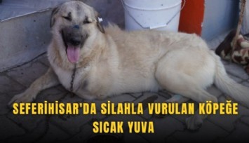 Seferihisar'da silahla vurulan köpeğe sıcak yuva