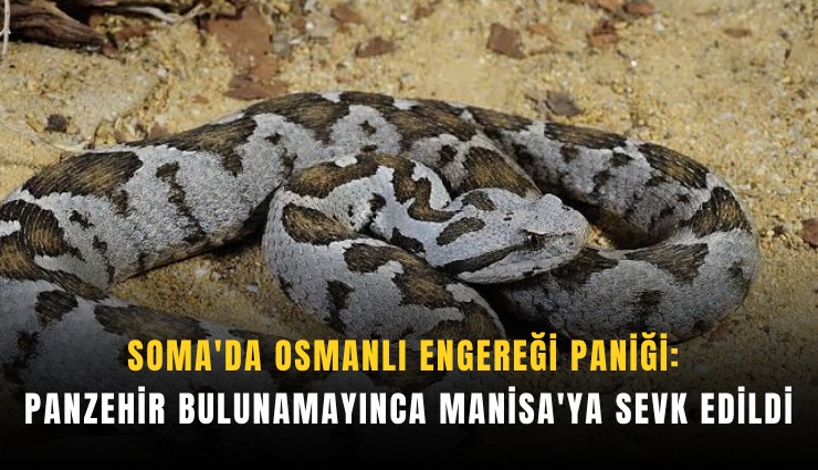 Soma'da Osmanlı engereği paniği: Panzehir bulunamayınca Manisa'ya sevk edildi