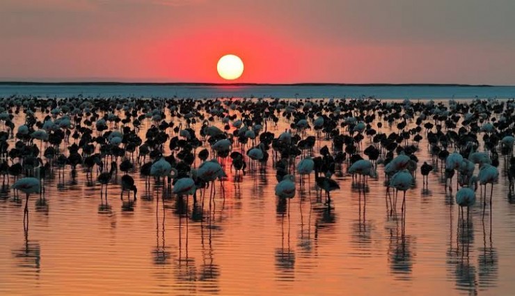Tuz Gölü'nde yavru flamingo sayısında zirve
