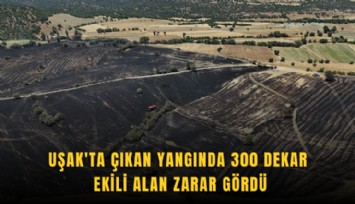 Uşak'ta çıkan yangında 300 dekar ekili alan zarar gördü
