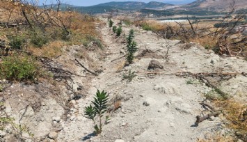 Aliağa-Foça’da yangının yaraları sarılıyor