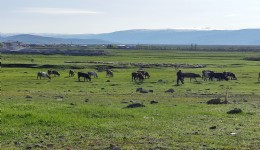 Ardahan’da büyükbaş hayvanda kuduz alarmı: Karantina başlatıldı