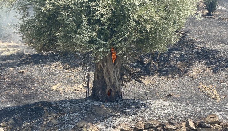 Bayındır'daki orman yangını kontrol altında