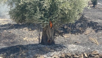 Bayındır'daki orman yangını kontrol altında