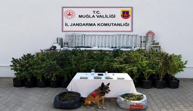 Bodrum'da uyuşturucu operasyonu: 56 kök kenevir ve 10 kilo skunk ele geçirildi