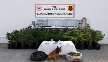 Bodrum'da uyuşturucu operasyonu: 56 kök kenevir ve 10 kilo skunk ele geçirildi