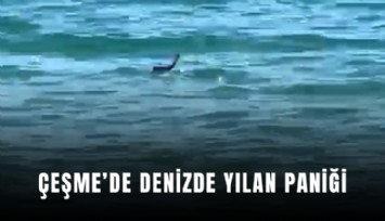 Çeşme’de denizde yılan paniği