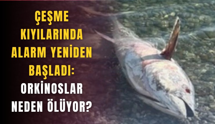 Çeşme kıyılarında alarm yeniden başladı: Orkinoslar neden ölüyor?