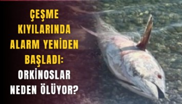 Çeşme kıyılarında alarm yeniden başladı: Orkinoslar neden ölüyor?