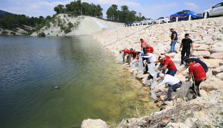Denizli’de balıklandırma seferberliği: 100 bin yavru sazan bırakıldı