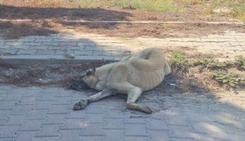 Denizli’de sokak hayvanları zehirlendi iddiası