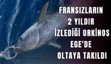 Fransızların 2 yıldır izlediği orkinos Ege'de oltaya takıldı