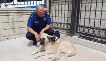 Köpeği annesi sanıyor: Tom ve Jerry’nin dostluğu