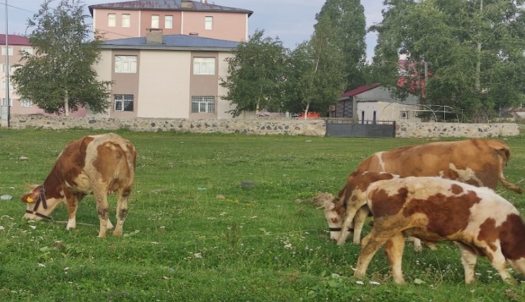 Kuduz nedeniyle mahalleye giriş çıkışlar yasaklandı