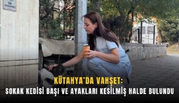 Kütahya’da vahşet: Sokak kedisi başı ve ayakları kesilmiş halde bulundu