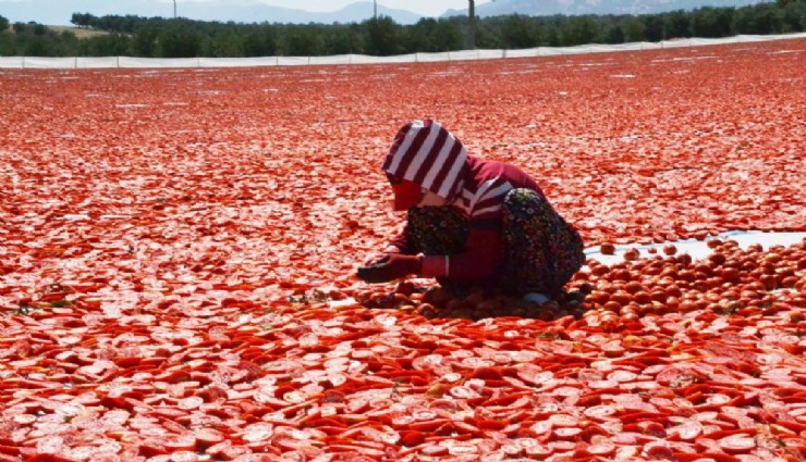Manisa’nın domatesleri ihracata hazırlanıyor