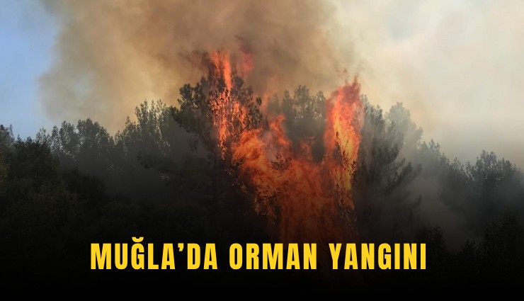 Muğla’da orman yangını