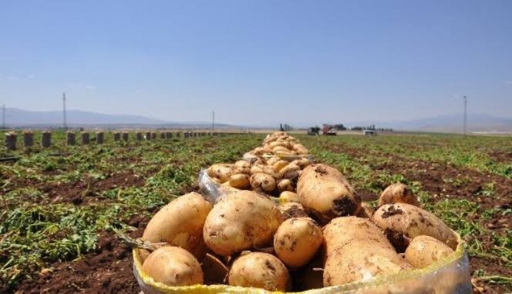 Sandıklı'da patates hasadı başladı