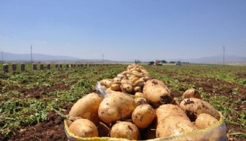 Sandıklı'da patates hasadı başladı