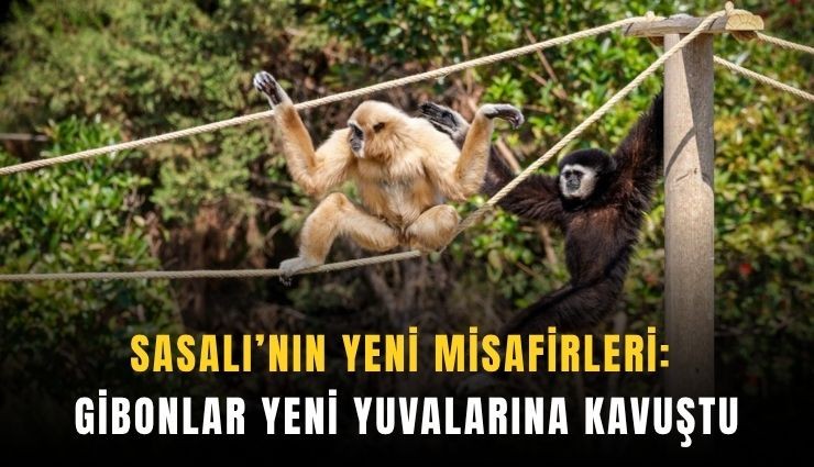 Sasalı’nın yeni misafirleri: Gibonlar yeni yuvalarına kavuştu