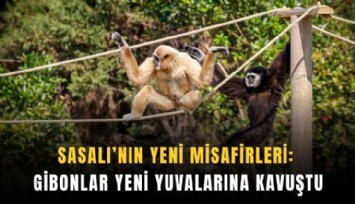 Sasalı’nın yeni misafirleri: Gibonlar yeni yuvalarına kavuştu
