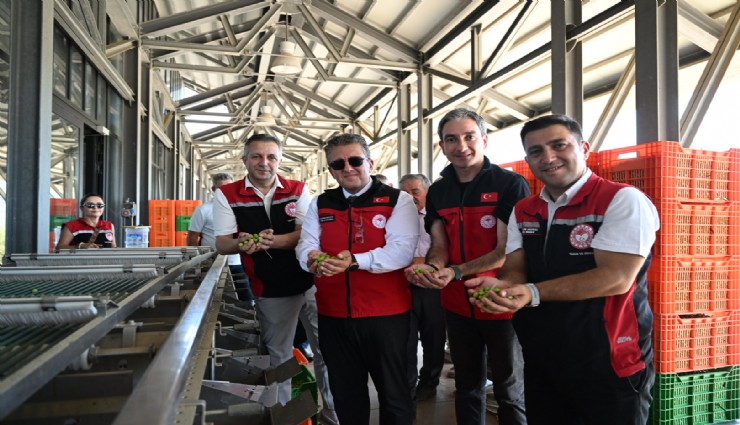 Sezonun ilk zeytin hasadı Dikili'de toplandı