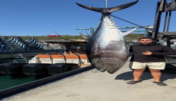 Sığacık’ta dev orkinos şaşkınlığı: 260 kiloluk balık yakalandı