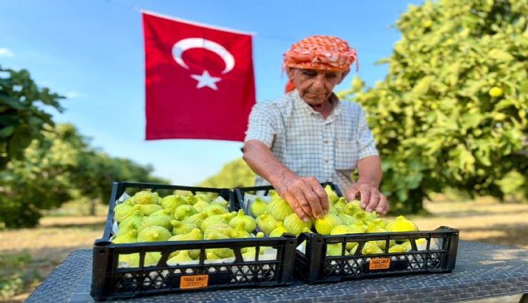 Torbalı'nın bardacık incirinde hasat başladı: Tarlada 150 TL, pazarda 350 TL