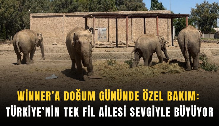 Winner’a doğum gününde özel bakım: Türkiye’nin tek fil ailesi sevgiyle büyüyor