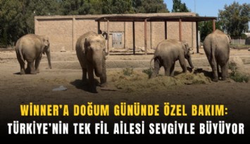 Winner’a doğum gününde özel bakım: Türkiye’nin tek fil ailesi sevgiyle büyüyor